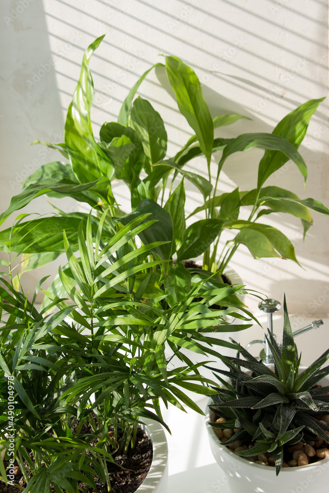 Tropical plants on a sunny windowsill. The concept of home floriculture.