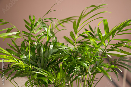 Hamedorea  palm  tropical plant on a sunny windowsill. The concept of home floriculture.