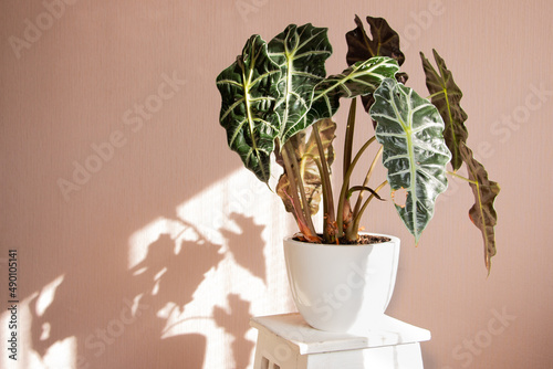 Alocasia tropical plant on a white stand. The concept of home floriculture. photo