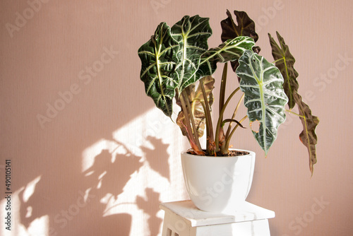 Alocasia tropical plant on a white stand. The concept of home floriculture.