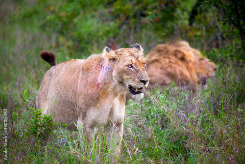 Lions  Kruger Park  South Africa