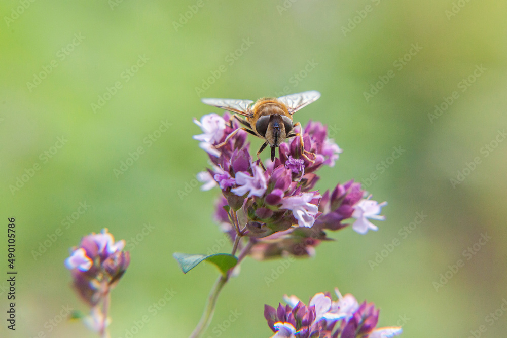 Honey bee covered with yellow pollen drink nectar, pollinating pink flower. Inspirational natural floral spring or summer blooming garden or park background. Life of insects. Macro close up Honey bee covered with yellow pollen drink nectar, pollinating pink flower. Inspirational natural floral spring or summer blooming garden or park background. Life of insects. Macro close up