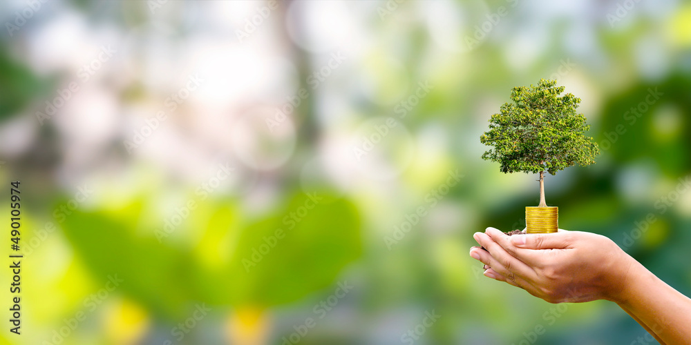 A tree grows on a coin in human hands with a naturally blurred background. The concept of plant growth and green investment A tree grows on a coin in human hands with a naturally blurred background. The concept of plant growth and green investment