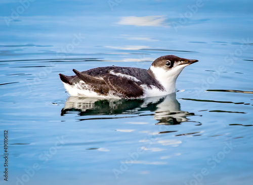 Marbled Murrelet, Southeast Alaska photo