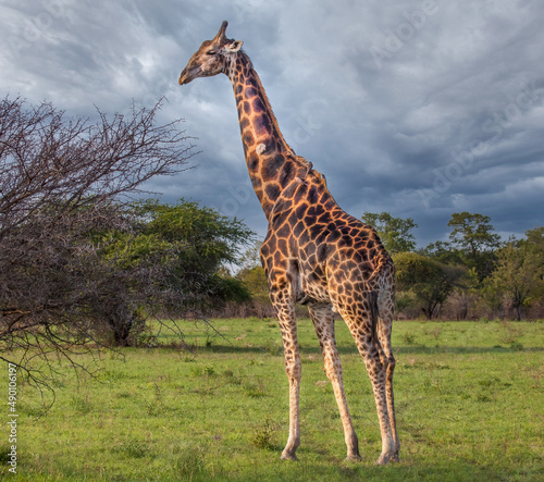 Giraffe  South Africa