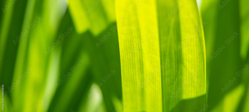 Plant green leaf in garden with bokeh background