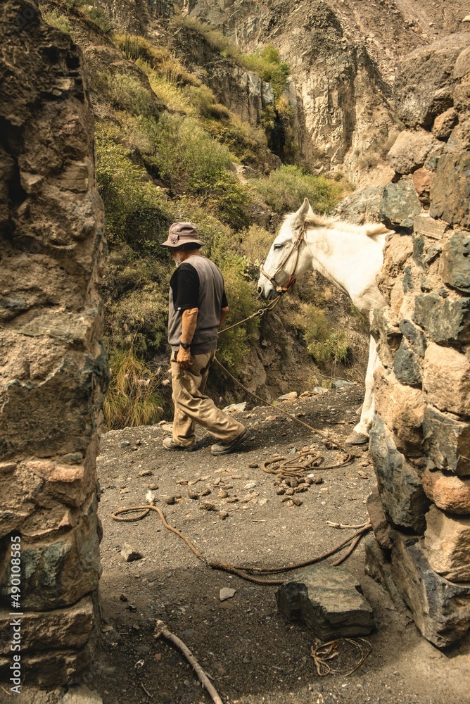 pack mules in the andes. animals for transportation in the highlands. 