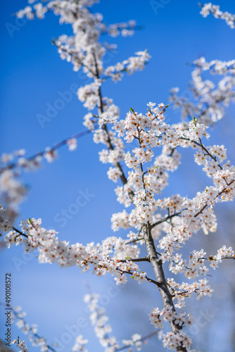 Beautiful spring background. A blooming branch with white flowers on a blue sky background.