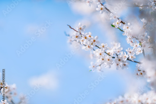 Beautiful spring background. A blooming branch with white flowers on a blue sky background with space for text