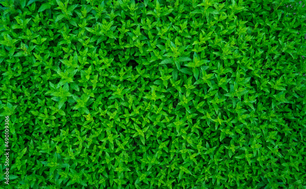 Close up of Spearmint (Mentha spicata) - green mint, garden mint
Close up of Spearmint (Mentha spicata) - green mint, garden mint