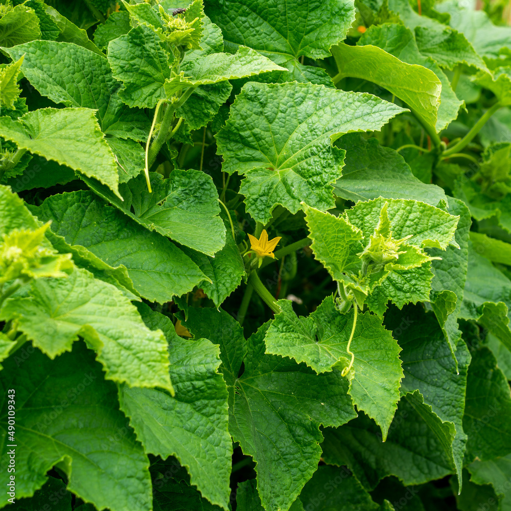 Close up of flowering Gherkin plant (Cucumis sativus)
Close up of flowering Gherkin plant (Cucumis sativus)