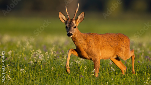 Roe deer, capreolus capreolus, moving on wildflowers in summertime light. Antlered mammal walking on grassland form side. Brown buck watching on pasture.