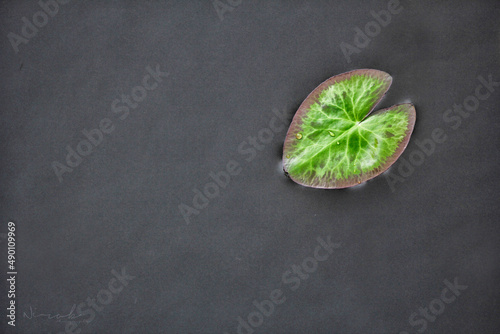 basil leaves on a blackboard