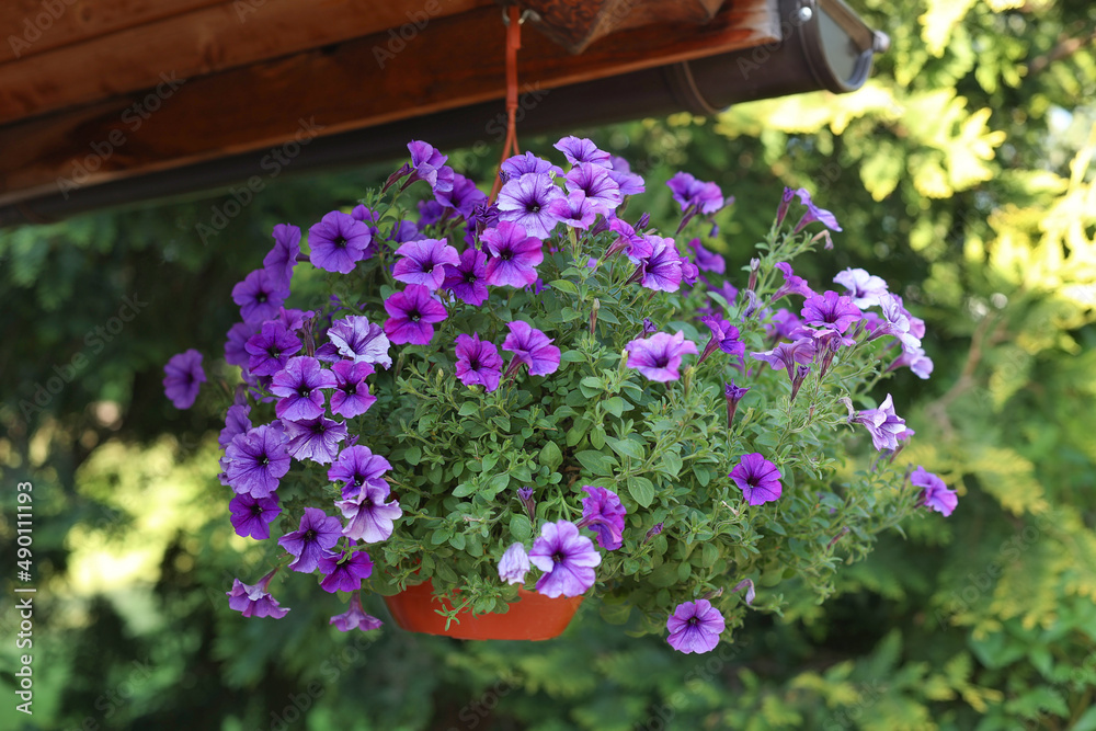 A large group of bright lilac flowers of petunia axilla in a pot, with a blurred background in the garden on a sunny summer day. Selective focus.