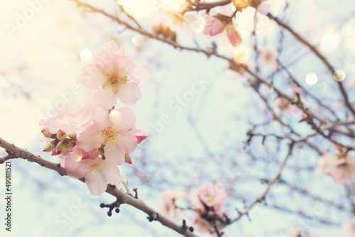 background of spring cherry blossoms tree. selective focus © tomertu