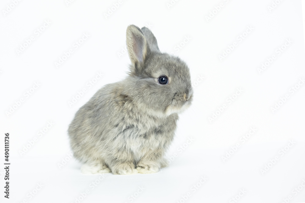Grey baby rabbit on a white background copy space Grey baby rabbit on a white background copy space