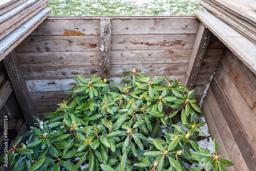 Hybrid cultivar rhododendron (Rhododendron × hybridum 'Roseum Elegans') covered with a protective wooden box against frost and snow damage in the late autumn garden photo