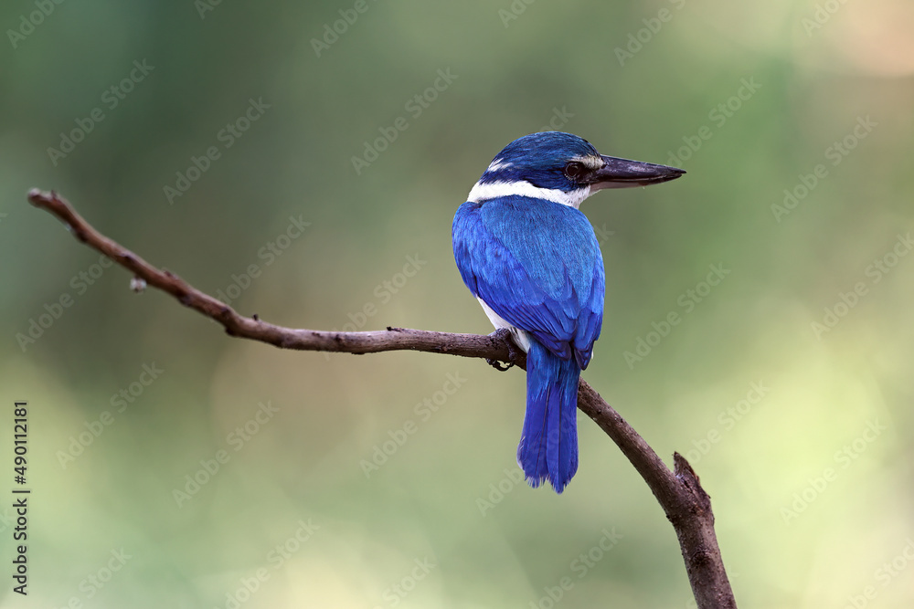 Birds that are blue and white, beautiful in nature Collared Kingfisher