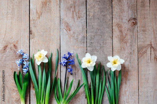 Early spring flowers planting, hyacinth and daffodil flower bulbs on wooden background