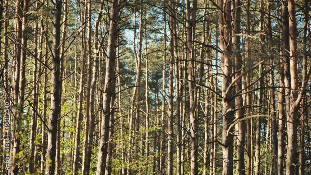 The trunks of the trees sway in the slight breeze on a spring day. The trunks of the trees sway in the slight breeze on a spring day.