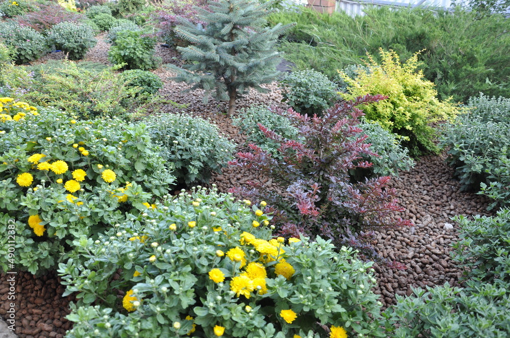 Obraz premium Flowers garden chrysanthemums. Chrysanthemums in the garden. 