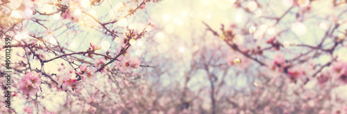 Fotobehang background of spring cherry blossoms tree. selective focus