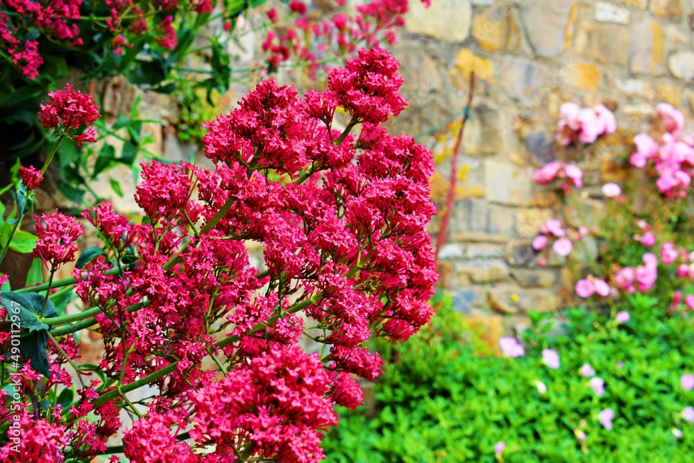 flowering of Centranthus ruber coccineus known as red Valerian