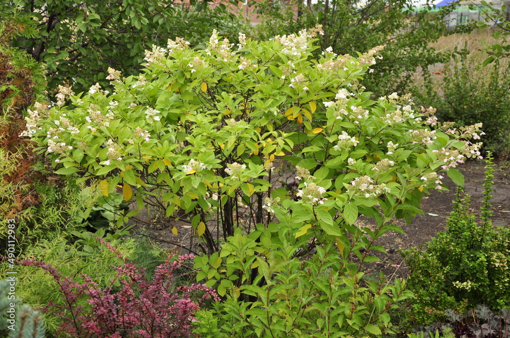 Garden flowers are blooming. Blooming flowers and plants. 