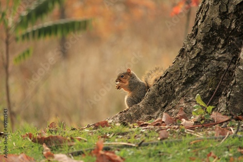 Squirrel eating in park during fall time. © Alesha