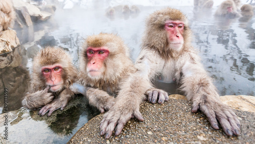 Wild snow monkeys sitting in a hot spring, Japan. photo