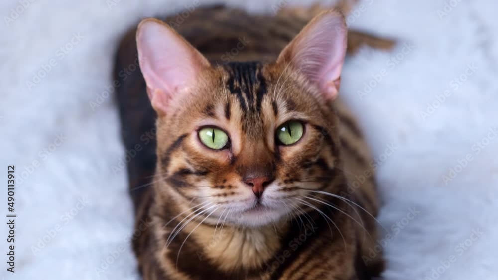 Portrait of a cat. A beautiful animal rests. The Bengal cat lazily looks at something in the distance. A sleek luxury pet. Portrait of a cat. A beautiful animal rests. The Bengal cat lazily looks at something in the distance. A sleek luxury pet.