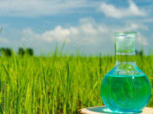 Image of a glass flask with a chemical solution on the background of young rice shoots. Glass bulb. Agrochemical solution. Chemical agent. Fertilizer. Plant protection.