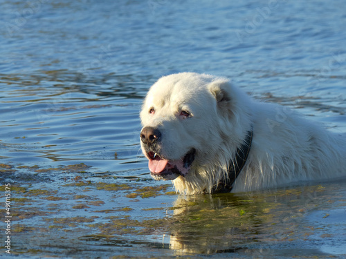 large dog bathes in the sea.