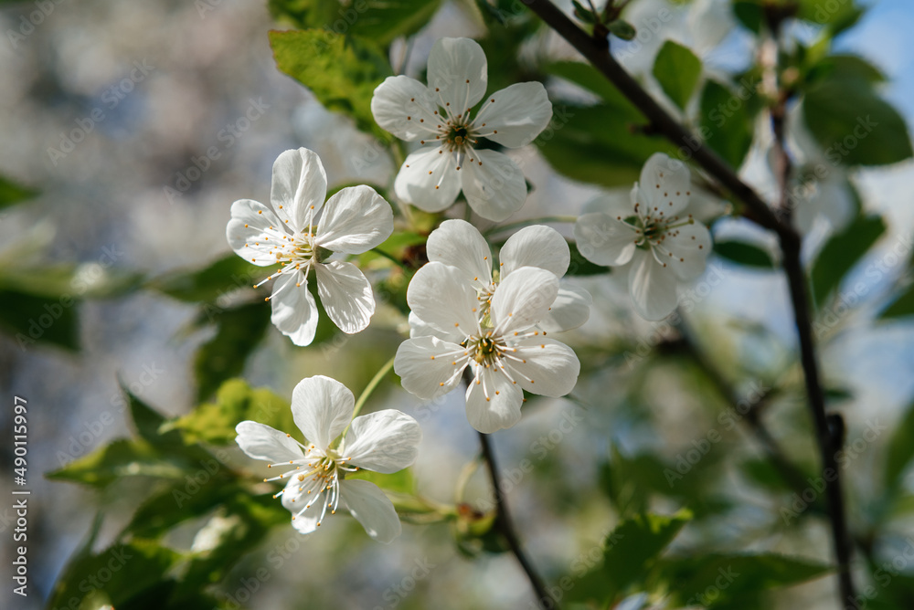 Cherry tree with white blossoms in early spring Cherry tree with white blossoms in early spring