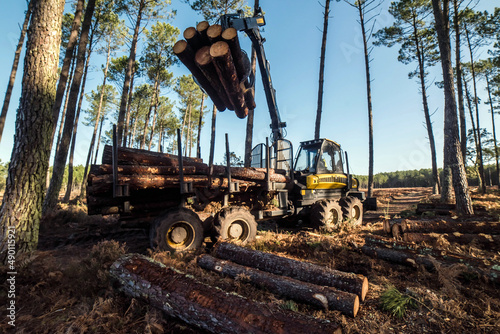 porter or forwarder collecting pine trunks for storage