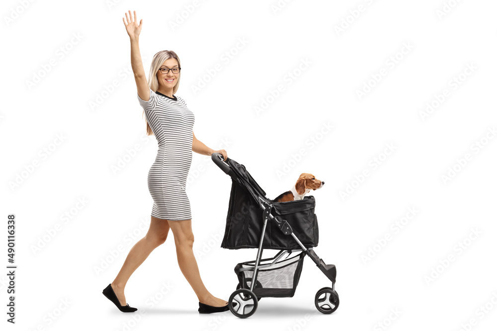 Young woman pushing a dog stroller with a beagle and waving at camera Young woman pushing a dog stroller with a beagle and waving at camera