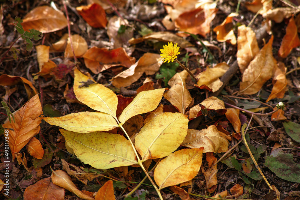 Autumn