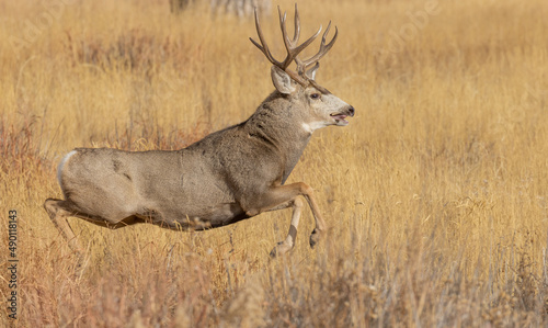 Fototapeta Naklejka Na Ścianę i Meble -  Mule Deer Buck During the Rut in Autumn in Colorado
