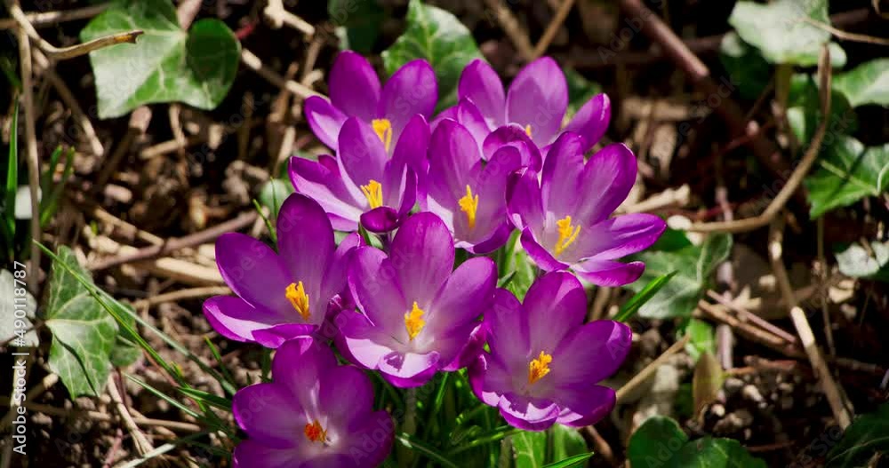 Crocus fin de l'hiver