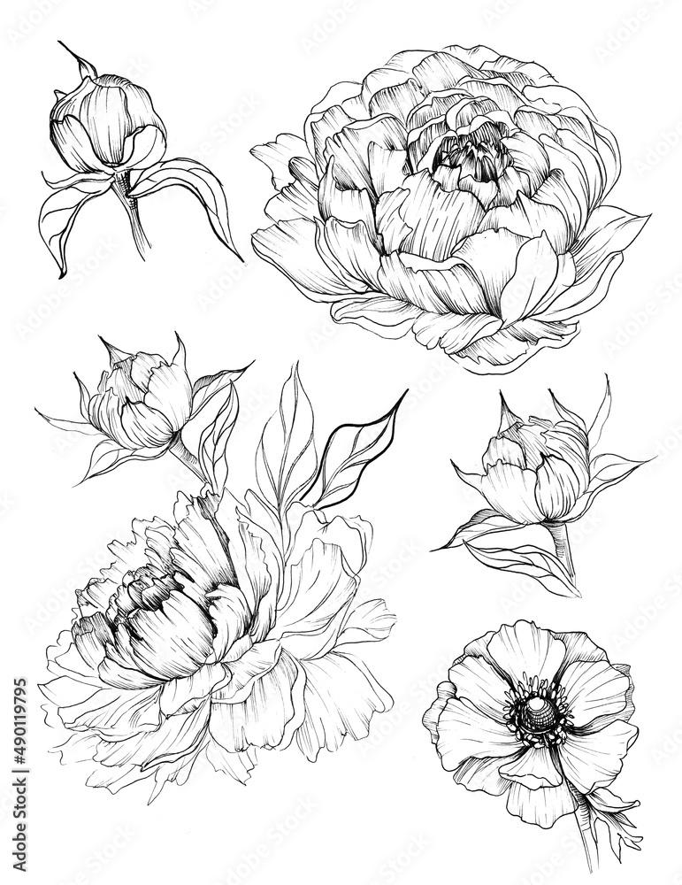 Graphic flowers black and white with line on white background in JPEG format hand drawn botanical illustrations sketch flowers Graphic flowers black and white with line on white background in JPEG format hand drawn botanical illustrations sketch flowers