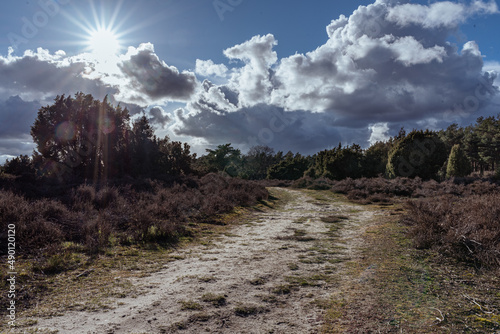 Sonnen und blauer Himmel im Frühling über der Wacholderheide in der Nähe von Lingen im Emsland photo