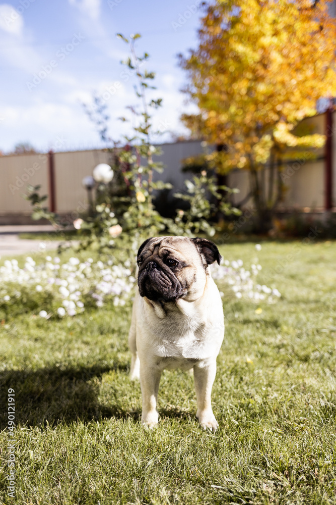 a young beautiful dog of the pug breed walks on the street and runs along the green grass
