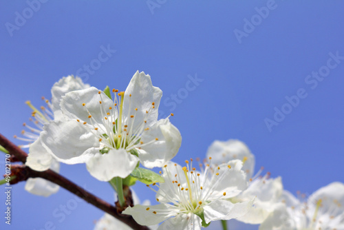 flowers of a fruit tree against the blue sky, close-up. blooming spring gentle