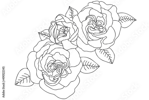 Vector line art roses vector illustration. Outline roses with leaves hand drawing, with black thin contour isolated on white background.