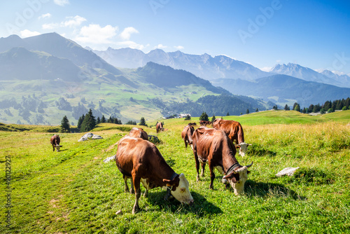 Cows in a mountain field. The Grand-Bornand, France © daboost