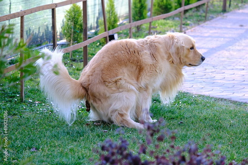 Golden Retriever dog poops on the grass in a park. Dog does the poop on the grass during the daytime.  © scatto