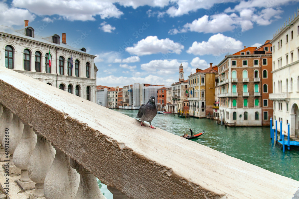 A pigeon on the Rialto Bridge over the Grand Canal in Venice