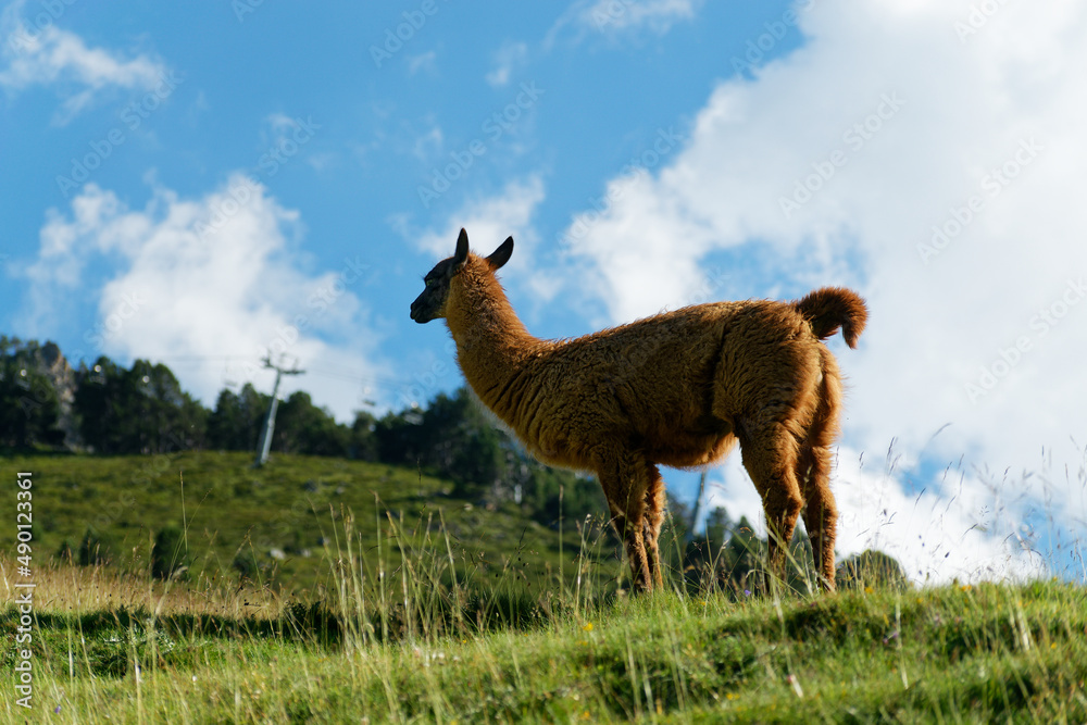 Fototapeta premium sideways brown alpaca in nature