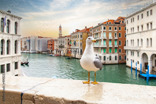 A seagull on the Rialto Bridge over the Grand Canal in Venice