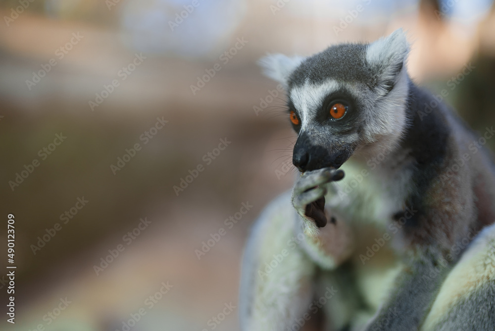 Fototapeta premium Portrait of lemur in national park. Lemuroidea.